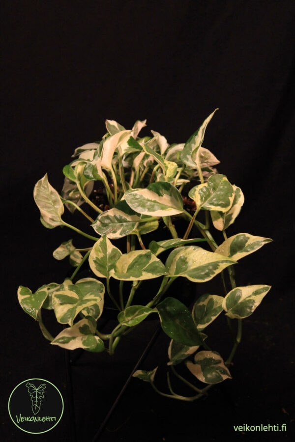 Epipremnum Aureum Njoy