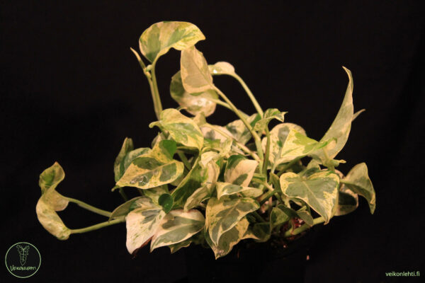 Epipremnum Aureum Pearls Jade