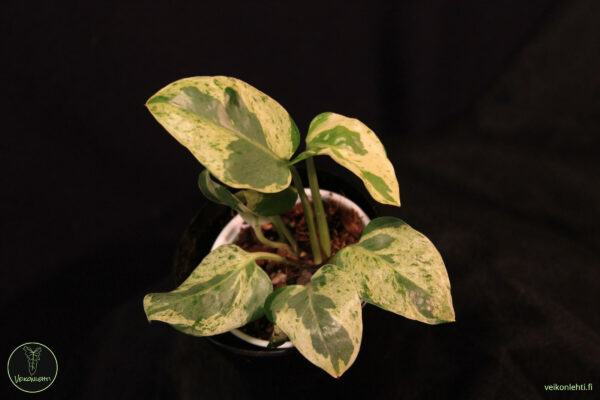 Epipremnum Aureum Pearls Jade
