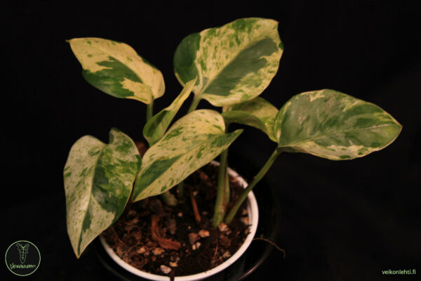 Epipremnum Aureum Pearls Jade