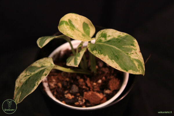 Epipremnum Aureum Pearls Jade