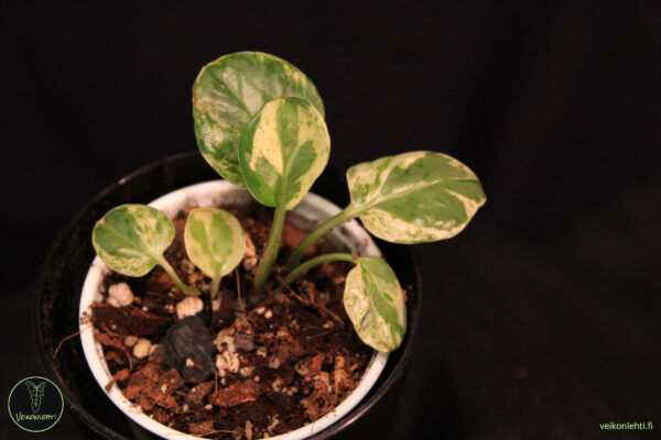 Epipremnum Aureum Pearls Jade