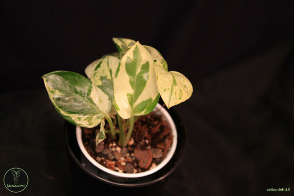 Epipremnum Aureum Pearls Jade