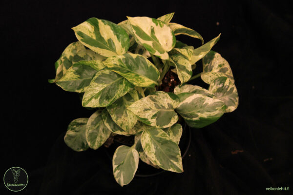 Epipremnum Aureum Pearls Jade