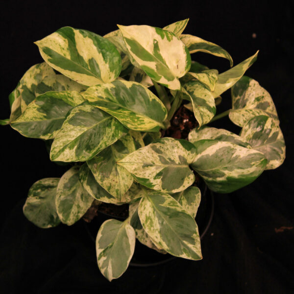 Epipremnum Aureum Pearls Jade