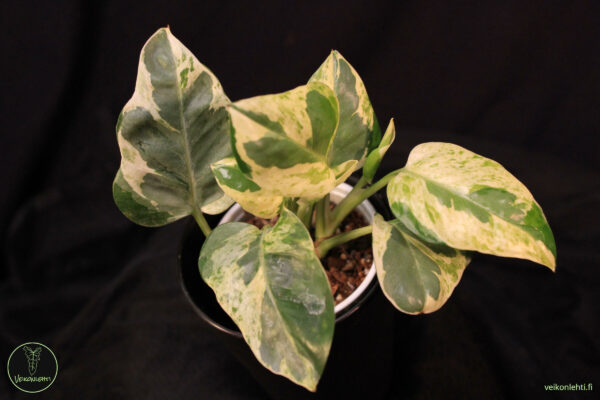 Epipremnum Aureum Pearls Jade
