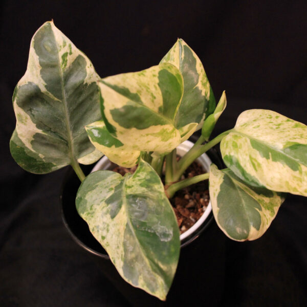 Epipremnum Aureum Pearls Jade