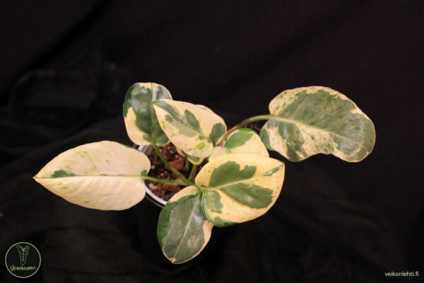 Epipremnum Aureum Pearls Jade