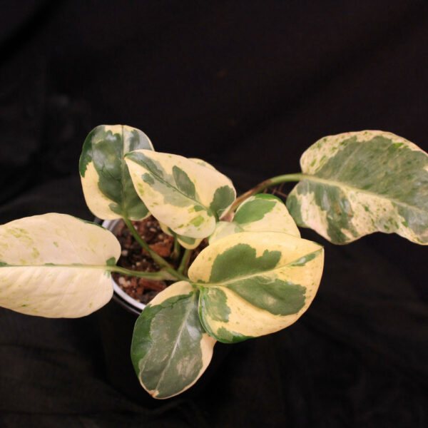 Epipremnum Aureum Pearls Jade