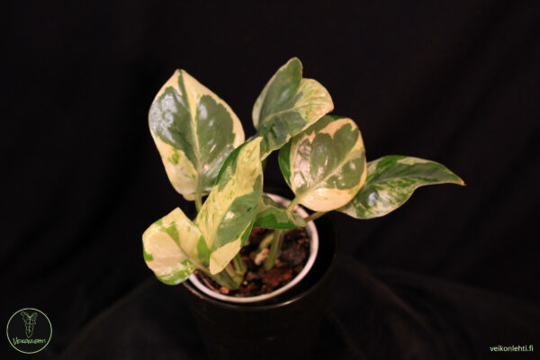 Epipremnum Aureum Pearls Jade