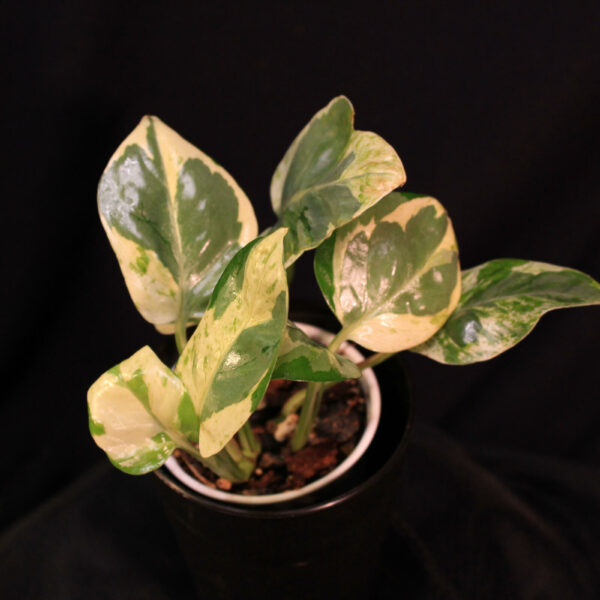 Epipremnum Aureum Pearls Jade