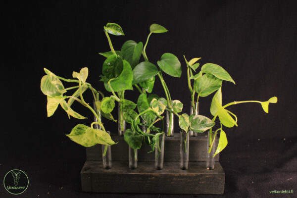 Epipremnum Aureum Pistokaspaketti Vastaleikattu esimerkkikuvalla