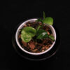 Epipremnum Aureum Shangri La - Image 2