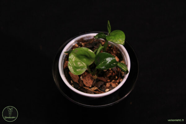 Epipremnum Aureum Shangri La - Image 2