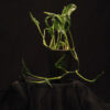 Epipremnum Aureum Shangri La