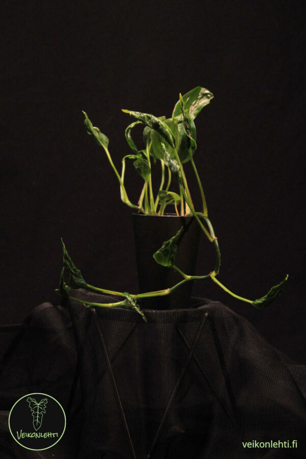 Epipremnum Aureum Shangri La