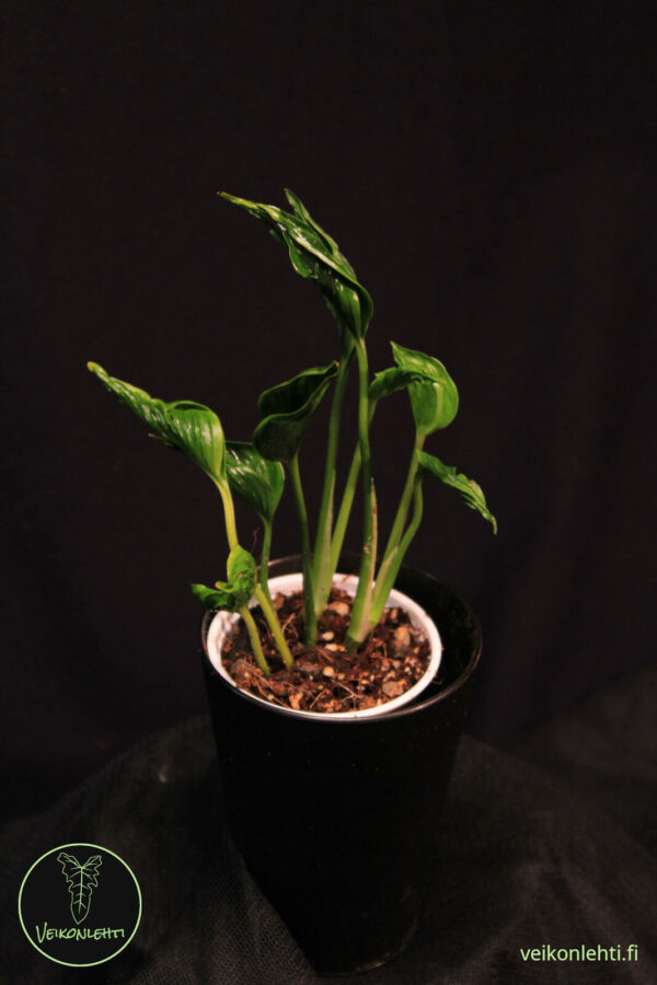 Epipremnum Aureum Shangri La