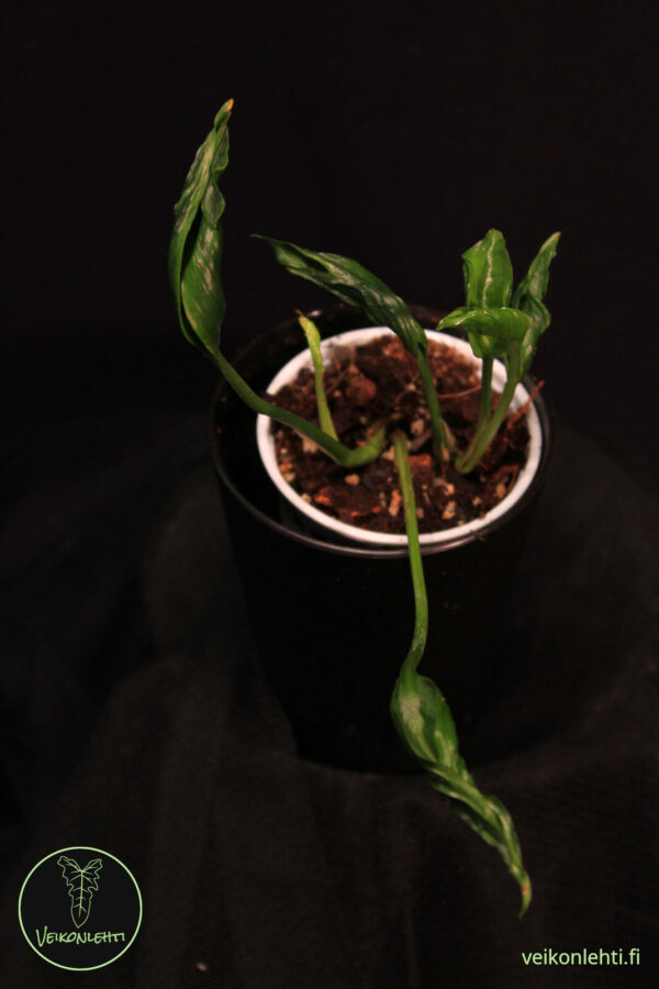 Epipremnum Aureum Shangri La