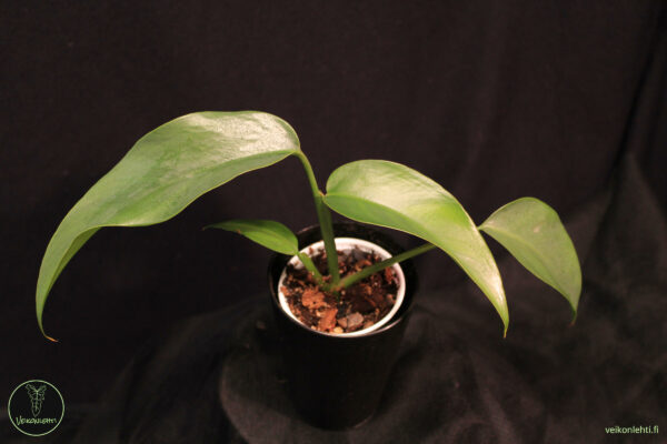 Epipremnum Giganteum