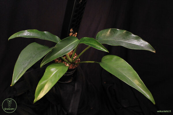 Epipremnum Giganteum