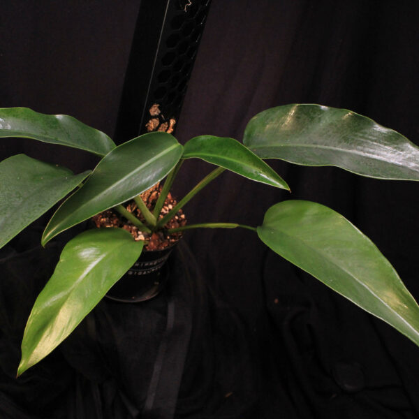Epipremnum Giganteum