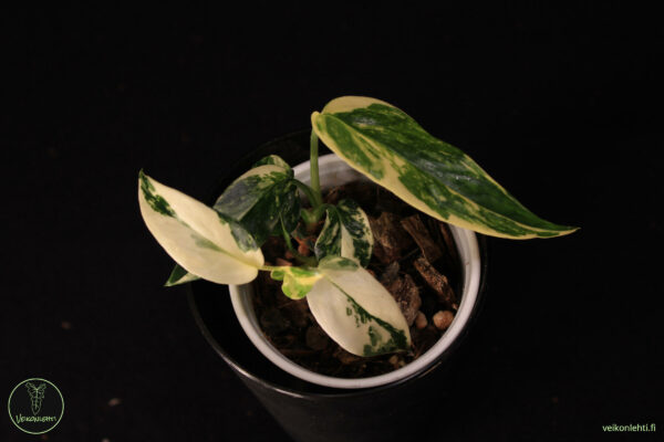Epipremnum Pinnatum Albo - Image 2