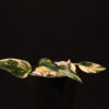 Epipremnum Pinnatum Albo