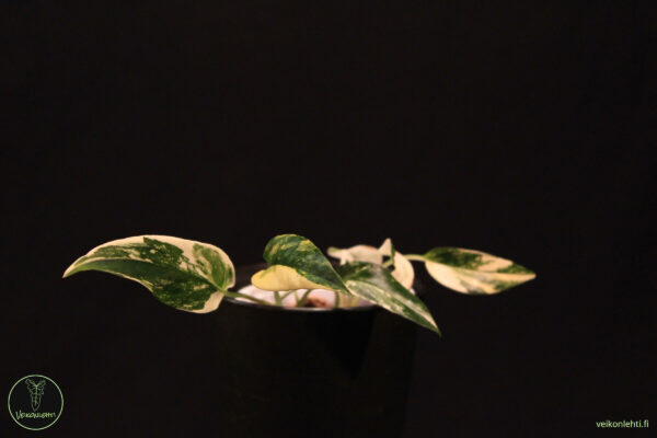 Epipremnum Pinnatum Albo