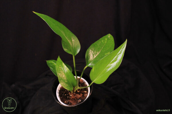 Epipremnum Pinnatum Aurea