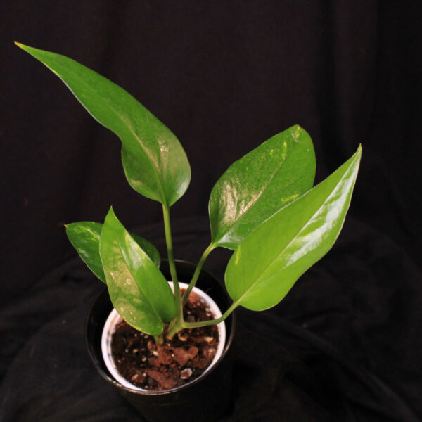 Epipremnum Pinnatum Aurea