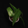 Epipremnum Pinnatum Aurea Variegata - Image 2