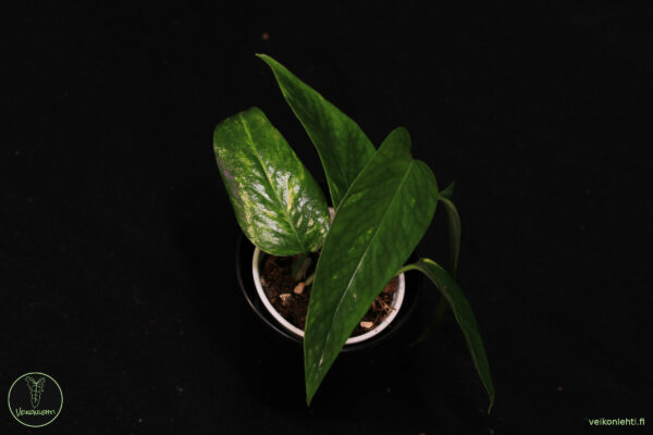 Epipremnum Pinnatum Aurea Variegata - Image 2