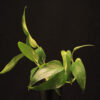 Epipremnum Pinnatum Aurea Variegata