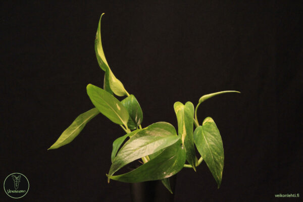 Epipremnum Pinnatum Aurea Variegata
