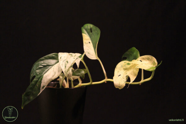 Epipremnum Pinnatum Marble