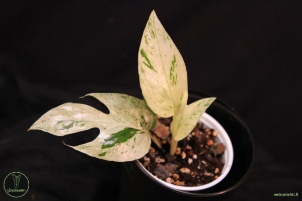 Epipremnum Pinnatum Marble