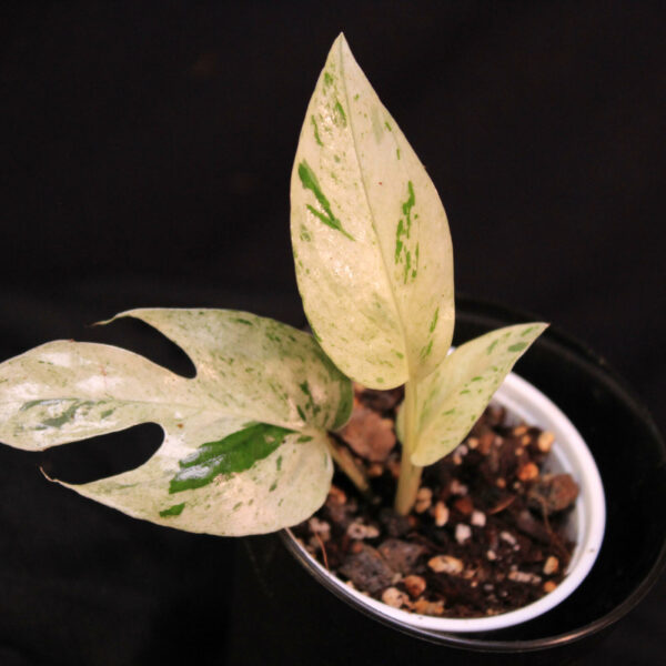 Epipremnum Pinnatum Marble