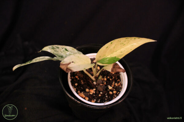 Epipremnum Pinnatum Marble