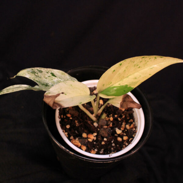 Epipremnum Pinnatum Marble