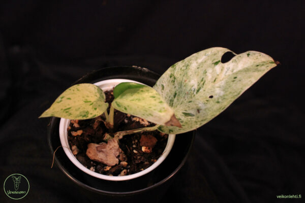 Epipremnum Pinnatum Marble