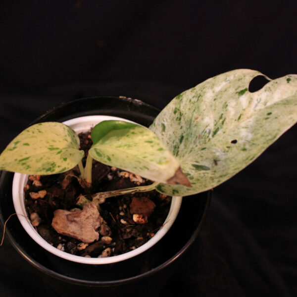 Epipremnum Pinnatum Marble