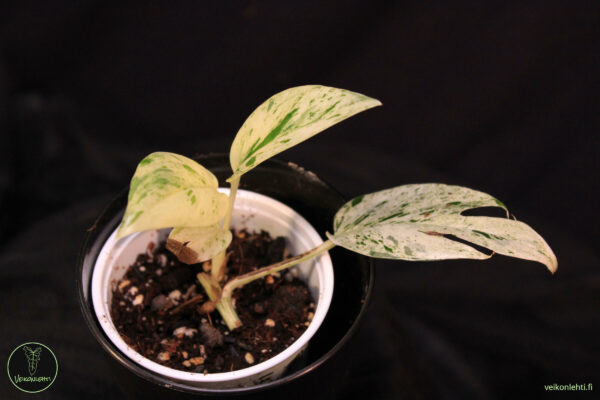Epipremnum Pinnatum Marble