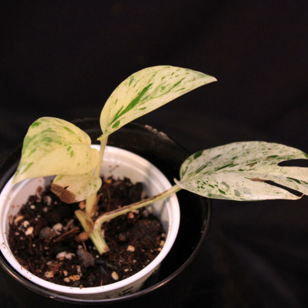 Epipremnum Pinnatum Marble