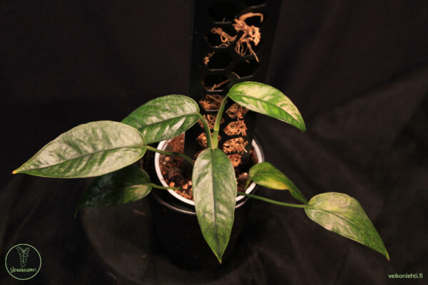 Epipremnum Pinnatum Mint