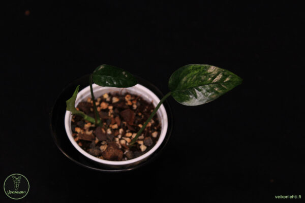 Epipremnum Pinnatum Mint Variegata