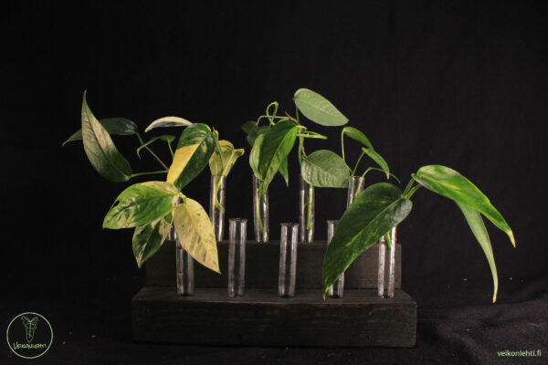 Epipremnum Pinnatum Pistokaspaketti