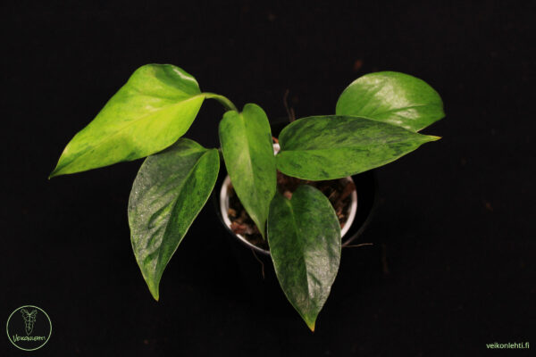Epiremnum Aureum Carnival