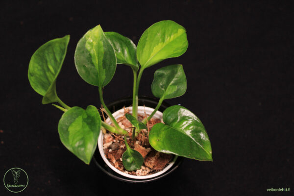 Epiremnum Aureum Global Green