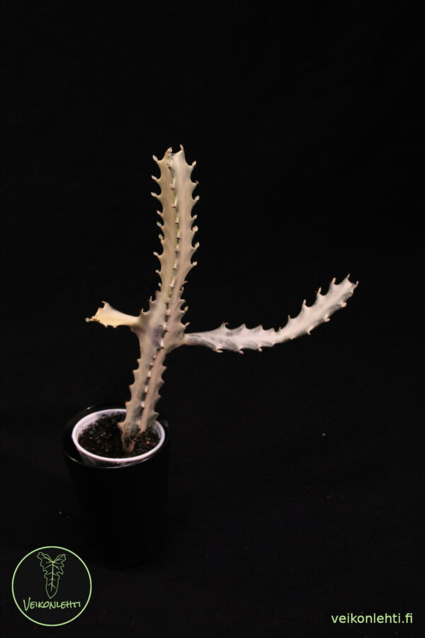 Euphorbia Lactea White Ghost