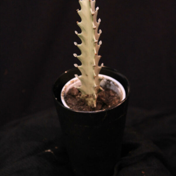 Euphorbia Lactea White Ghost